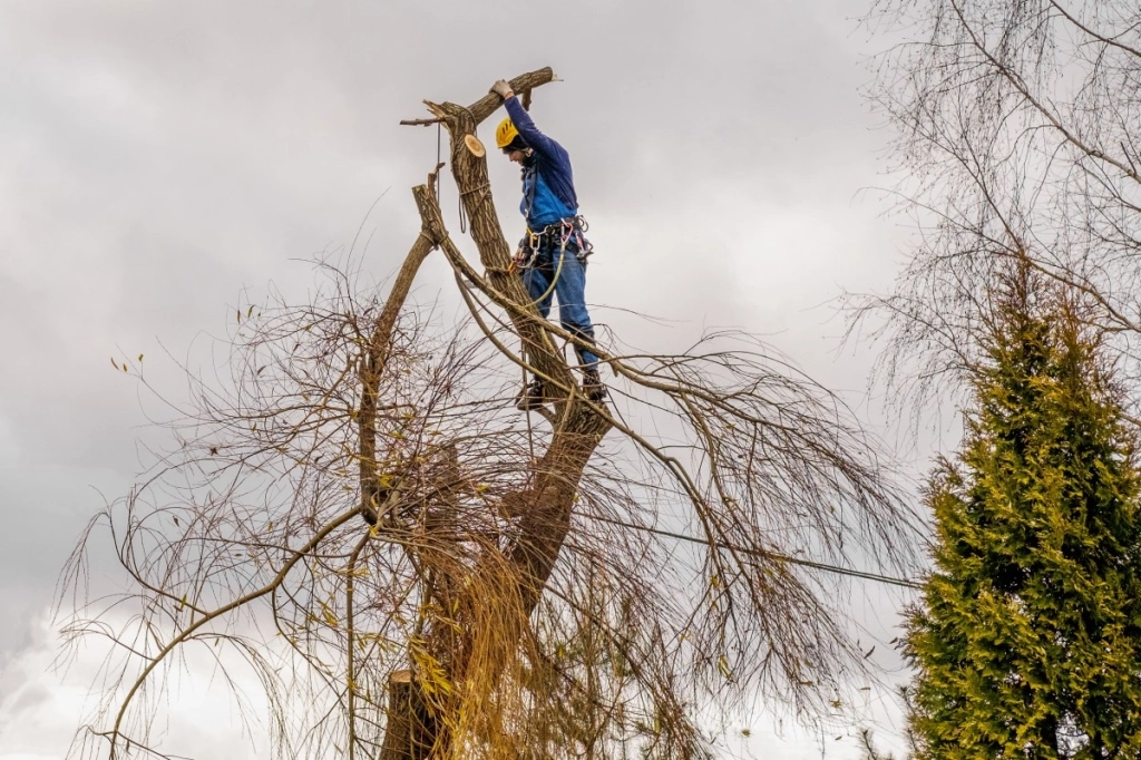 Quand faut-il élaguer ou abattre un arbre ?