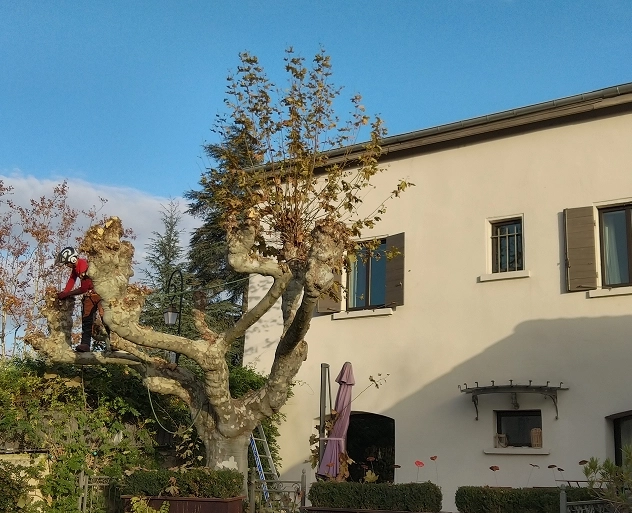 Devis d’élagage et prix d’abattage en Nord-Isère